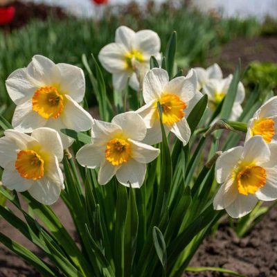 narcisses