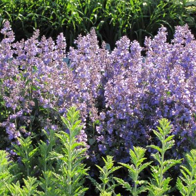 nepeta-cataire-walkers-low nepeta-cataire-walkers-low