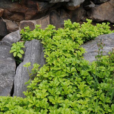 pachysandra-terminalis pachysandra-terminalis
