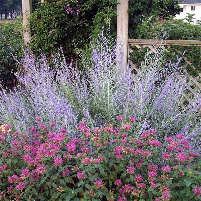 perovskia-atriplicifolia-sauge-russe perovskia-atriplicifolia-sauge-russe
