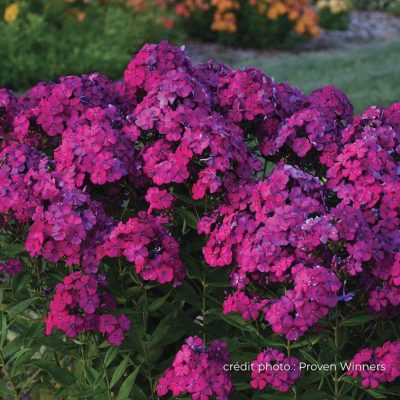 phlox_ultraviolet_proven_winners
