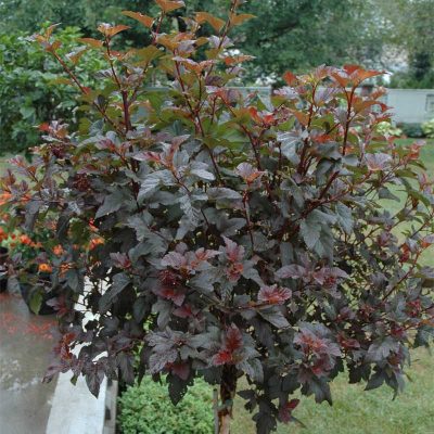 physocarpe-diabolo-physocarpus-opulifolius