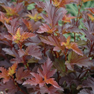 Physocarpus opulifolius ‘Center Glow’ Physocarpus opulifolius ‘Center Glow’