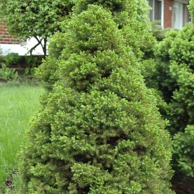 Picea glauca ‘Albertiana Conica’ Picea glauca ‘Albertiana Conica’