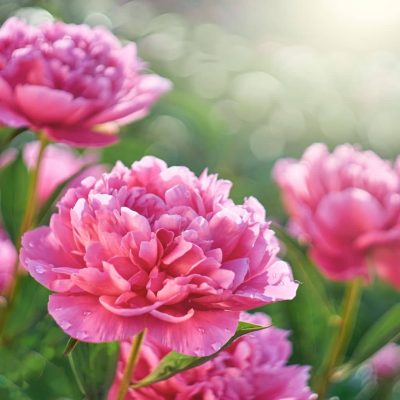 pivoine