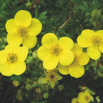 Potentilla Goldfinger Potentilla Goldfinger
