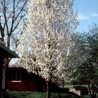 pyrus chanticleer