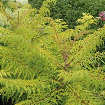 Rhus typhina &lsquo;Tiger Eyes&rsquo;