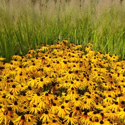 Rudbeckie Goldstrum