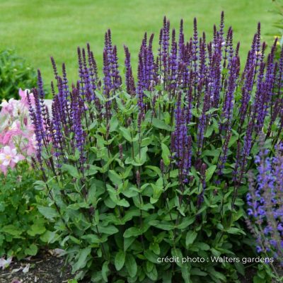 Salvia nemorosa _Caradonna_ waltersgardens.com