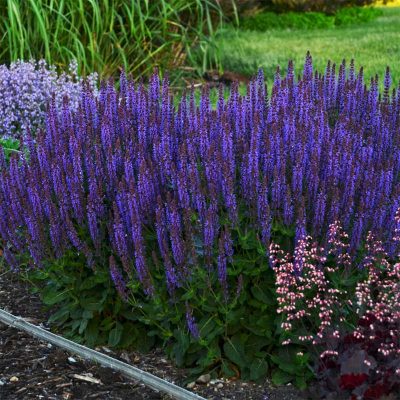 salvia-nemorosa salvia-nemorosa