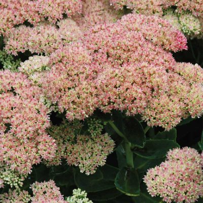 sedum-spectabile-autumn-joy