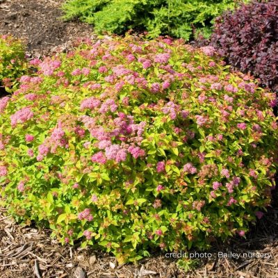 Spiraea jap Magic Carpet Baileys nurs Spiraea jap Magic Carpet Baileys nurs