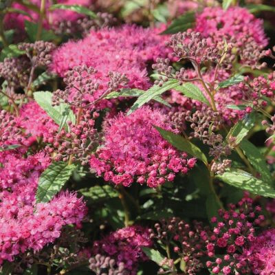 Spiraea japonica ‘Anthony Waterer’ Spiraea japonica ‘Anthony Waterer’