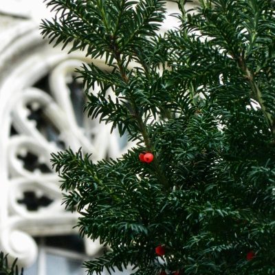 taxus_media