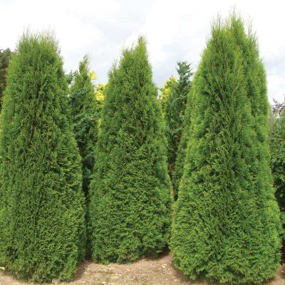 thuya-occidentalis-smaragd thuya-occidentalis-smaragd