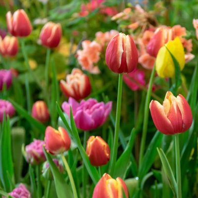 tulipes