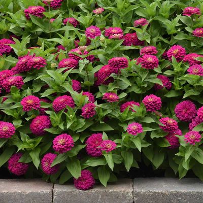 zinnia zinnia